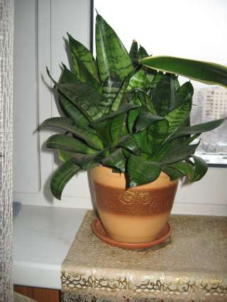 Сансиверия Лауренти мраморная