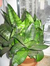 Сансиверия Лауренти мраморная