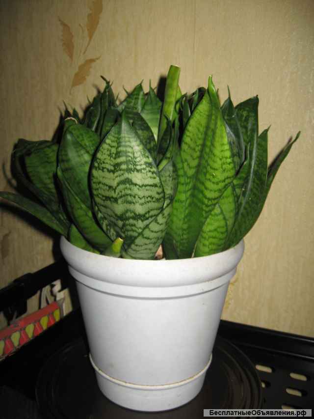 Сансиверия Лауренти мраморная