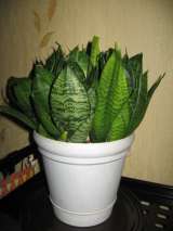 Сансиверия Лауренти мраморная