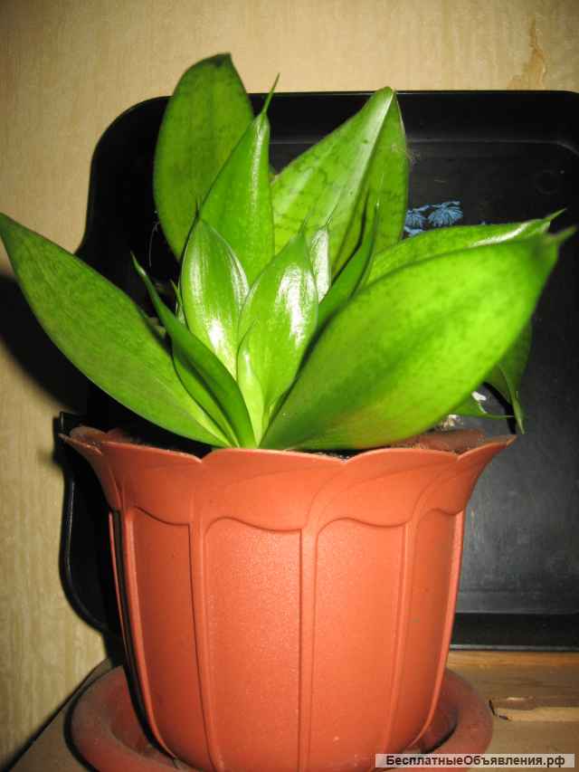 Сансиверия Лауренти мраморная