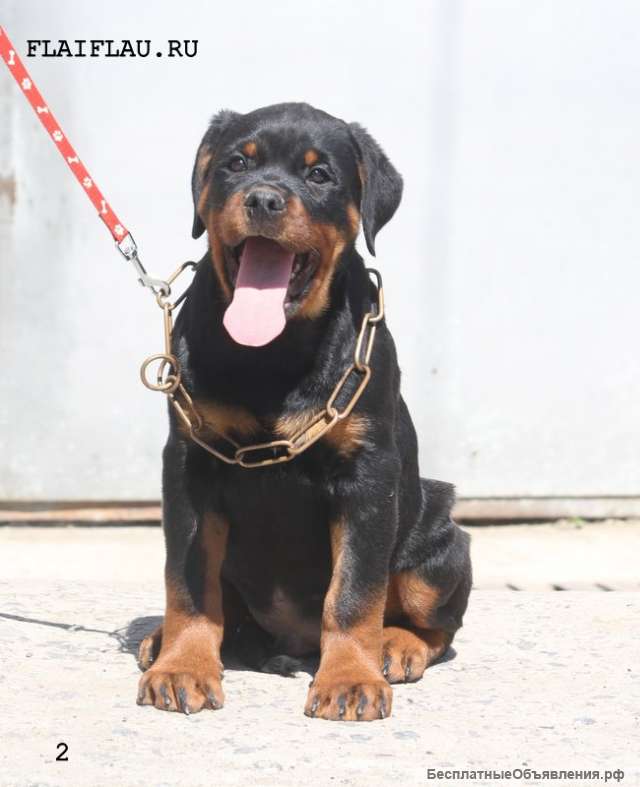 Ротвейлер мечта детства