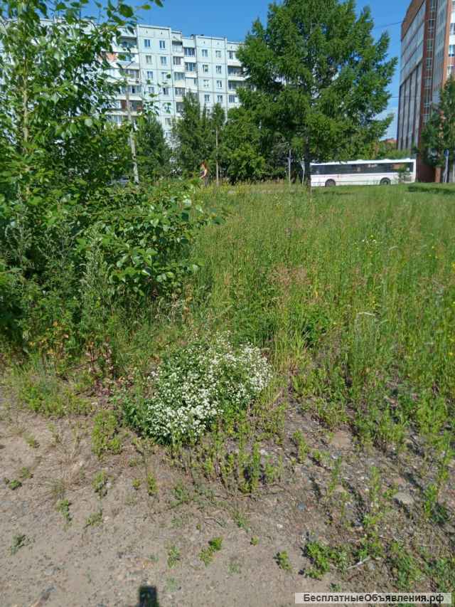 В мкр Солнечный г. Красноярска (около роддома) - Продается право аренды земельный участок площадью