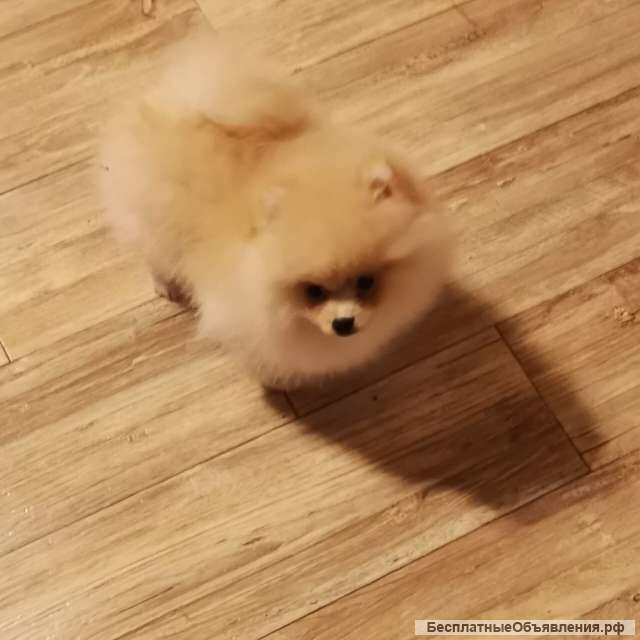 Шпиц немецкий, щенки