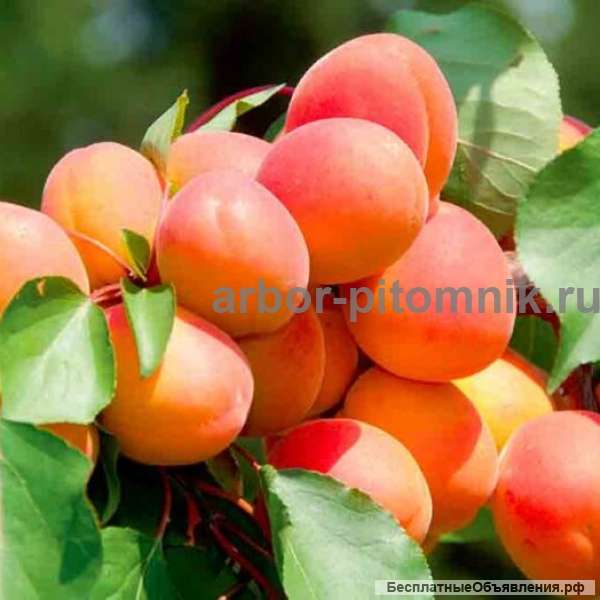 Крупномеры в Москве