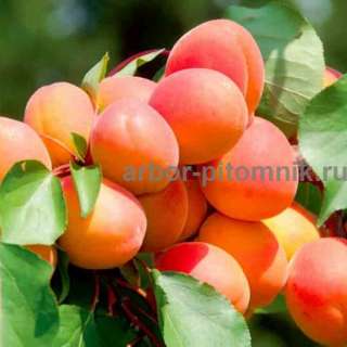 Крупномеры в Москве