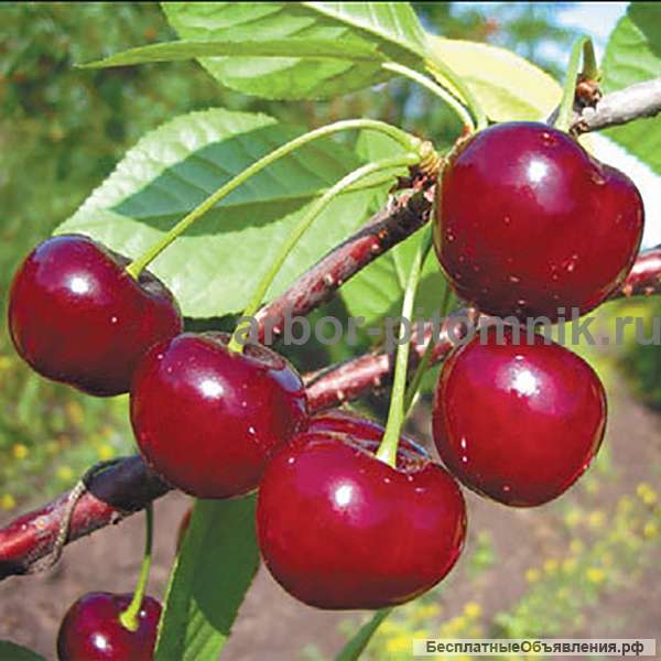 Крупномеры в Москве