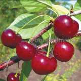 Крупномеры в Москве