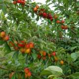 Крупномеры в Москве