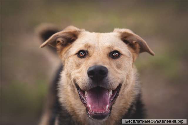 Чудесный пёс Дэнвер в добрые руки