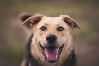 Чудесный пёс Дэнвер в добрые руки