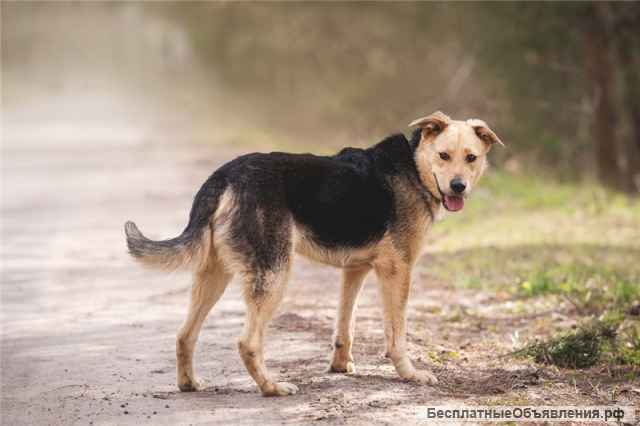 Чудесный пёс Дэнвер в добрые руки