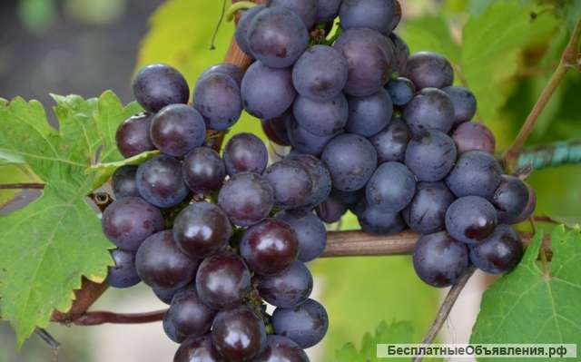 Виноград
