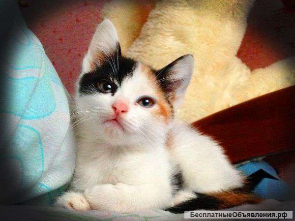 Отдам котенка в добрые руки