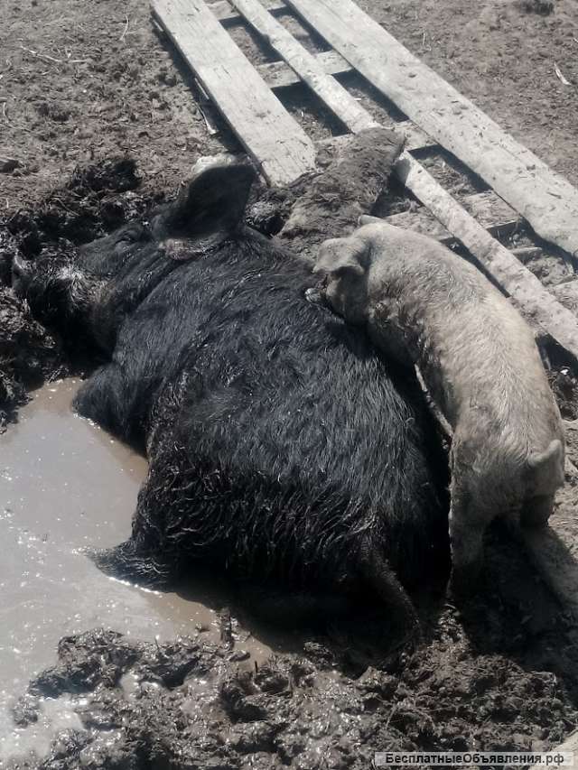 Поросята Венгерской мангалицы