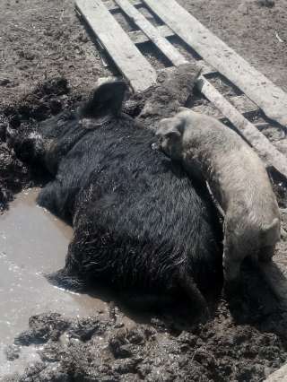 Поросята Венгерской мангалицы