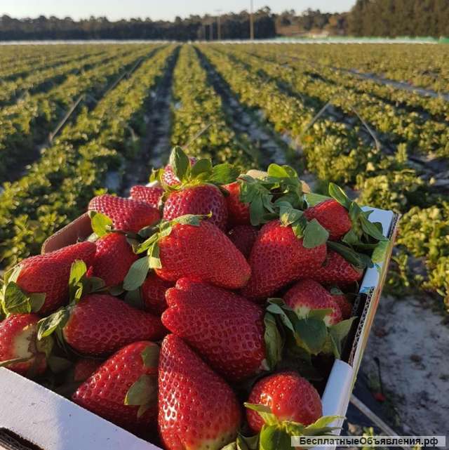 Бригада на сбор урожая