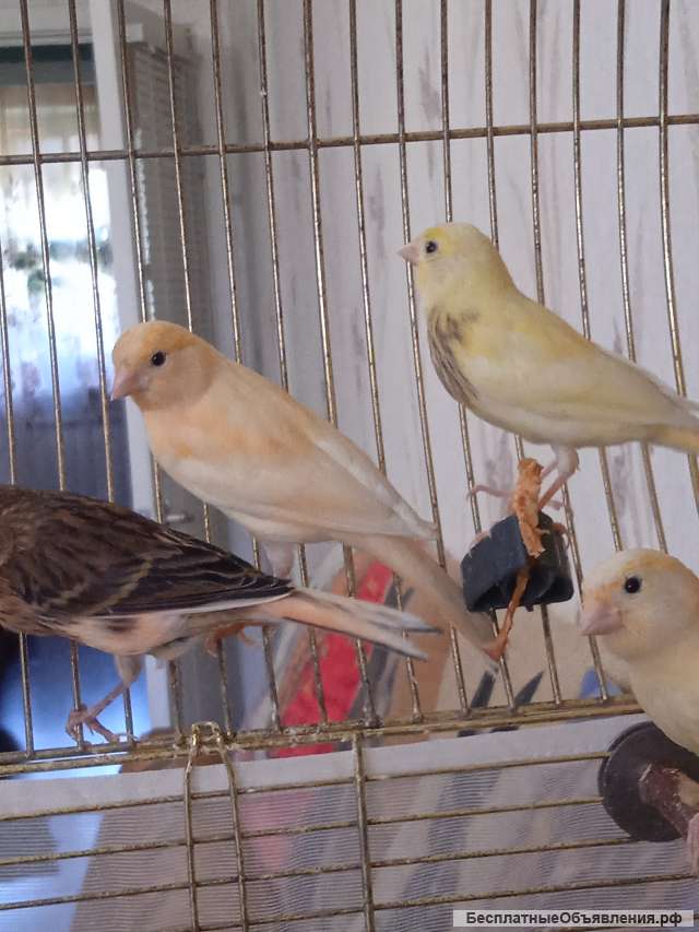 Канарейка, кенар