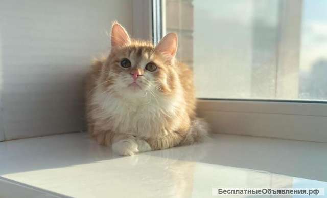 Солнечный котик Лучезар в добрые руки