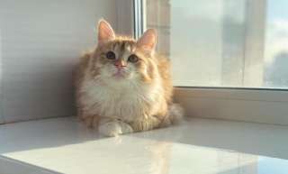 Солнечный котик Лучезар в добрые руки