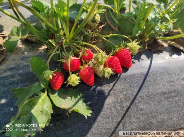 Клубника из Крыма оптом