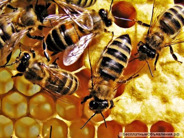 Лекарства для пчёл