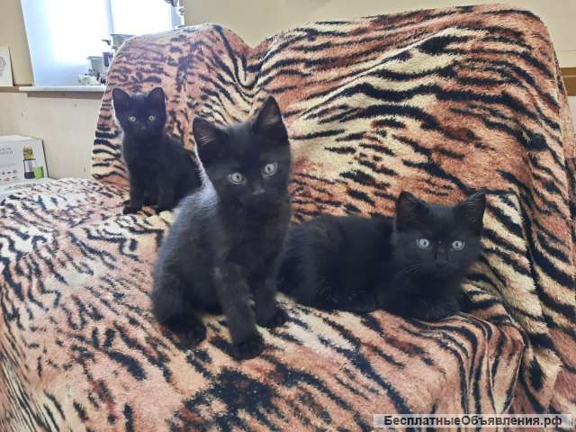 Котята в добрые руки бесплатно