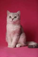 Котята Шотландской кошки из питомника