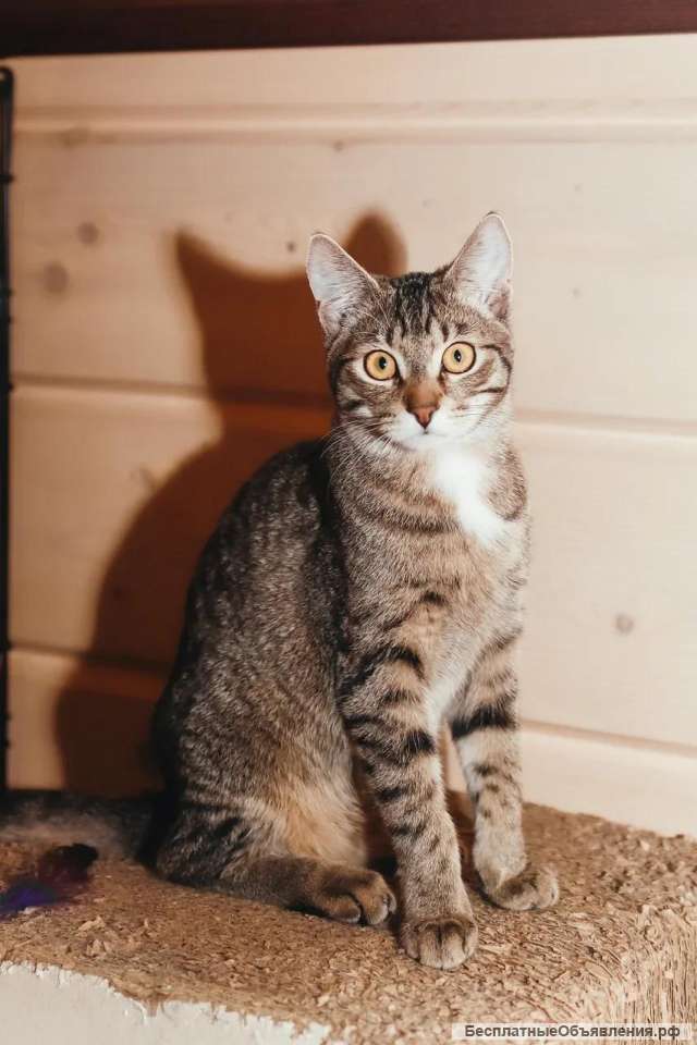 Котёнок, мальчик, в дар