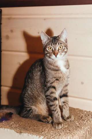 Котёнок, мальчик, в дар