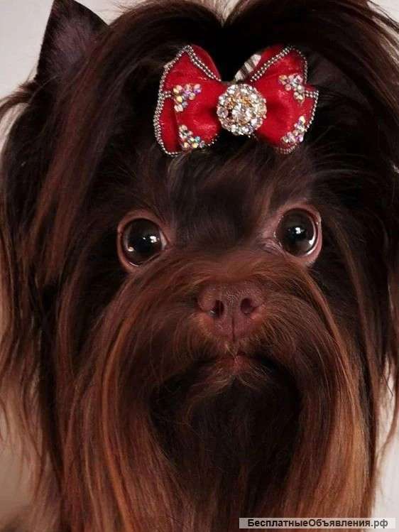 Щенки шоколадного йорка