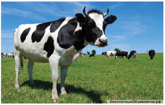 Зоотехник. Зооинженер