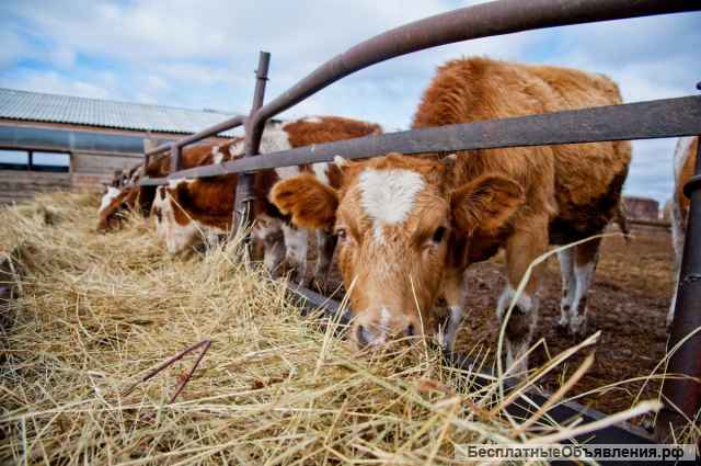 Крестьянско-фермерское хозяйство "Кузьмич Т.Б." в Гатчинском районе