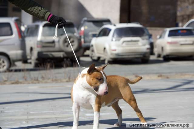 Бультерьер стандартный, титулованный кобель для вязки