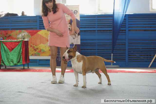 Бультерьер стандартный, титулованный кобель для вязки