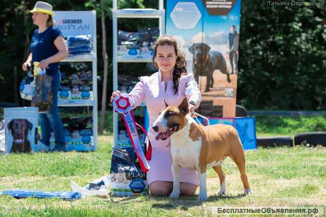 Бультерьер стандартный, титулованный кобель для вязки