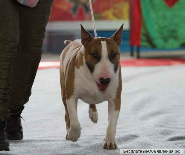 Бультерьер стандартный, титулованный кобель для вязки