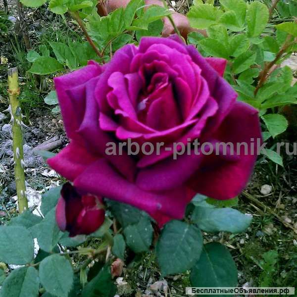 Саженцы роз напрямую из питомника