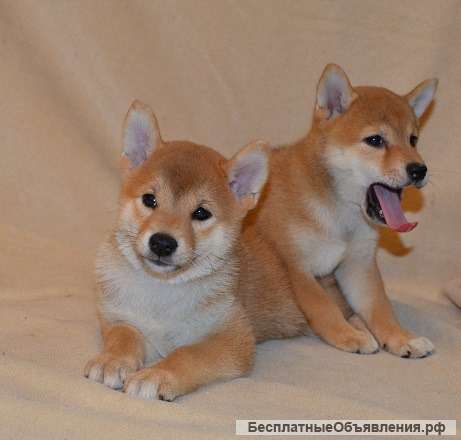 Сиба Ину щенки