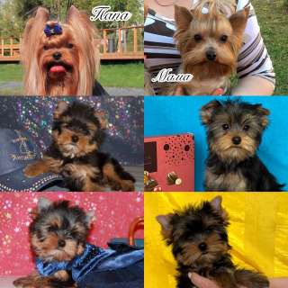 Щенки Йорка