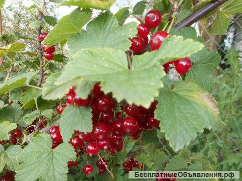 Саженцы смородины из питомника Элитный Сад