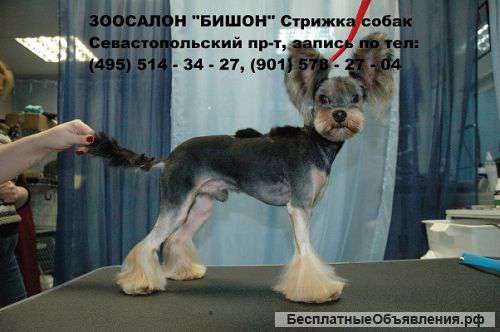 Стрижка йоркширского терьера