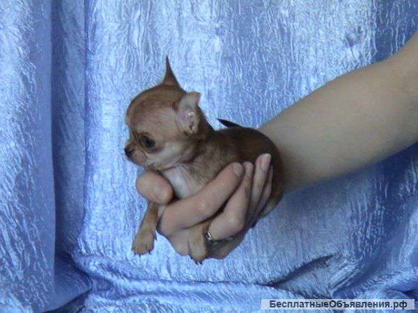 Щенки чихуахуа