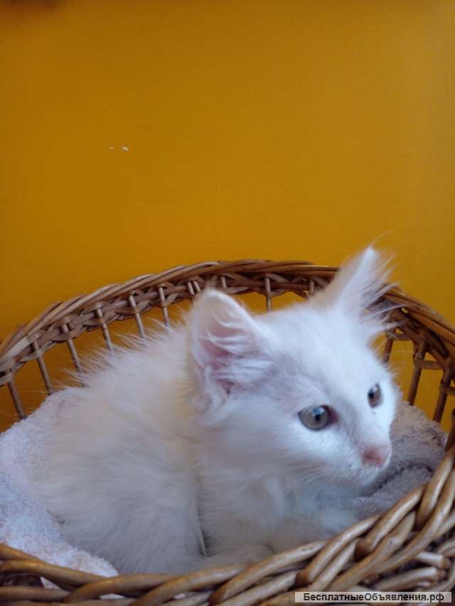 Роскошный белоснежный котенок