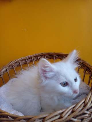 Роскошный белоснежный котенок