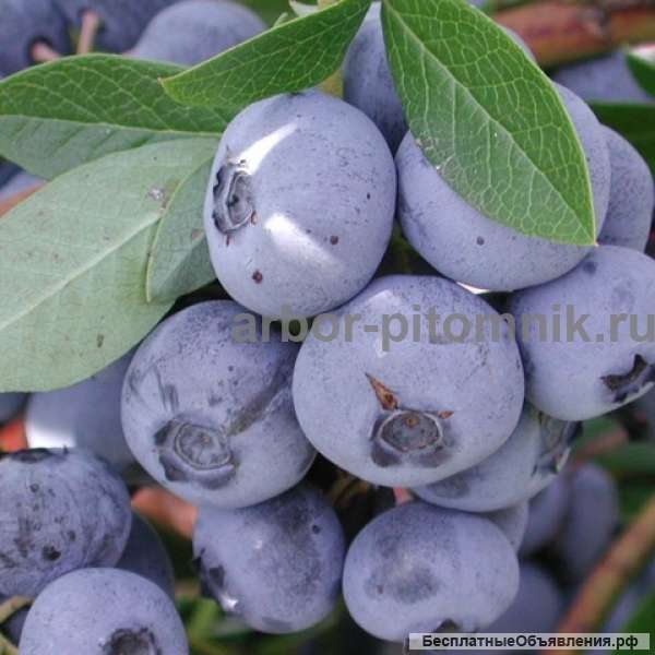 Саженцы голубики по самой низкой цене - гарантируем