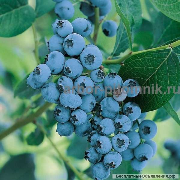 Саженцы голубики по самой низкой цене - гарантируем