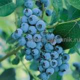 Саженцы голубики по самой низкой цене - гарантируем