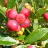 Саженцы голубики по самой низкой цене - гарантируем