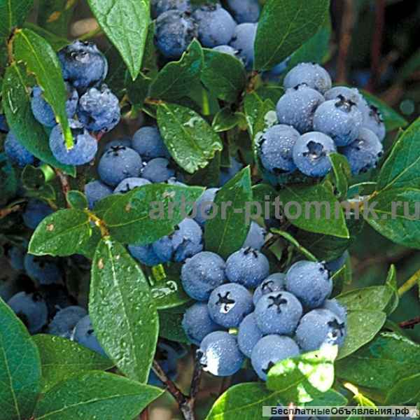 Саженцы голубики по самой низкой цене - гарантируем